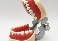 La histología dental de los modelos de estudio de la resina, los dientes ortodónticos no tóxicos modela