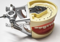La histología dental de los modelos de estudio de la resina, los dientes ortodónticos no tóxicos modela